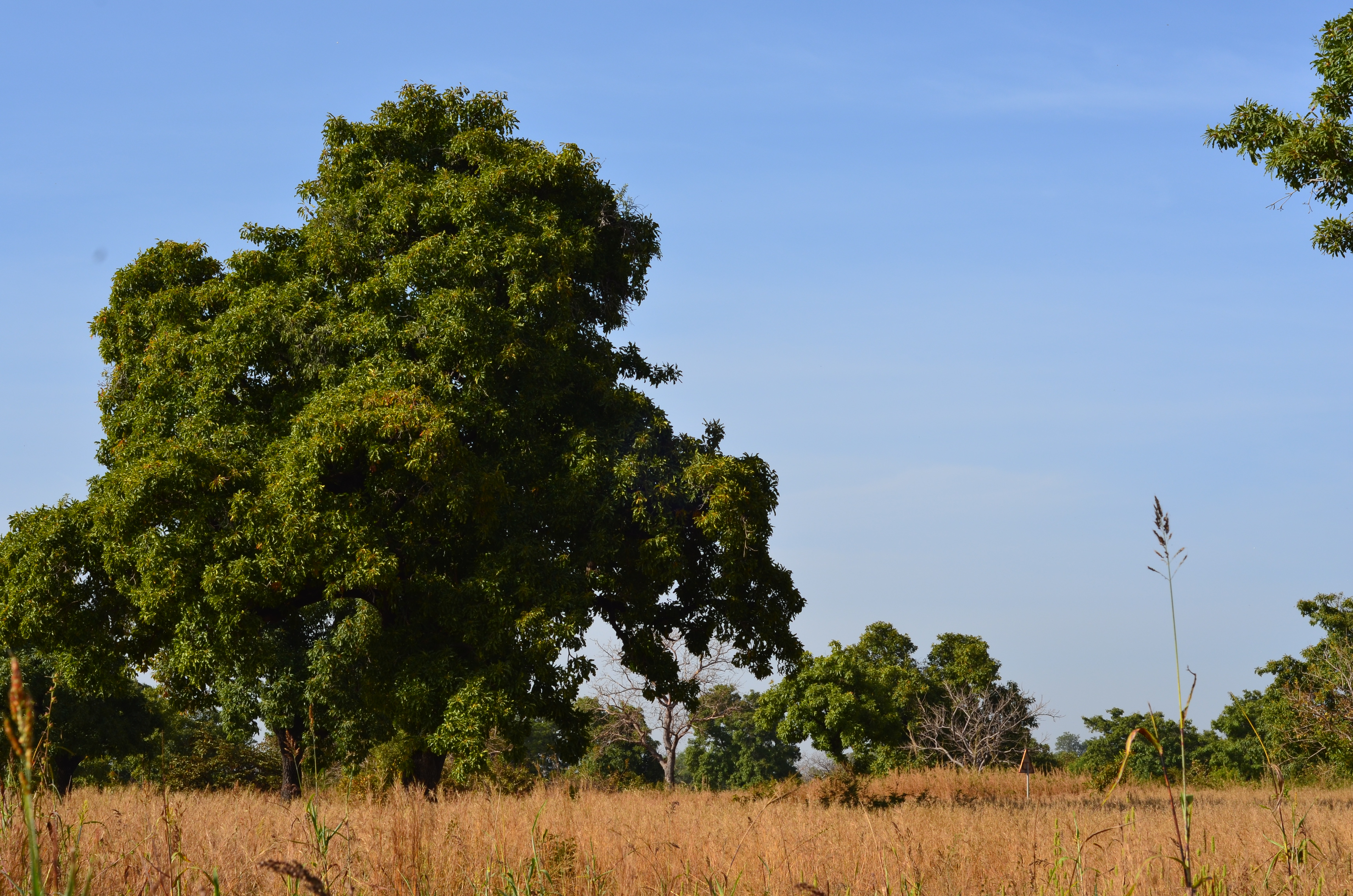 Arbre à Karité - Burkina Faso