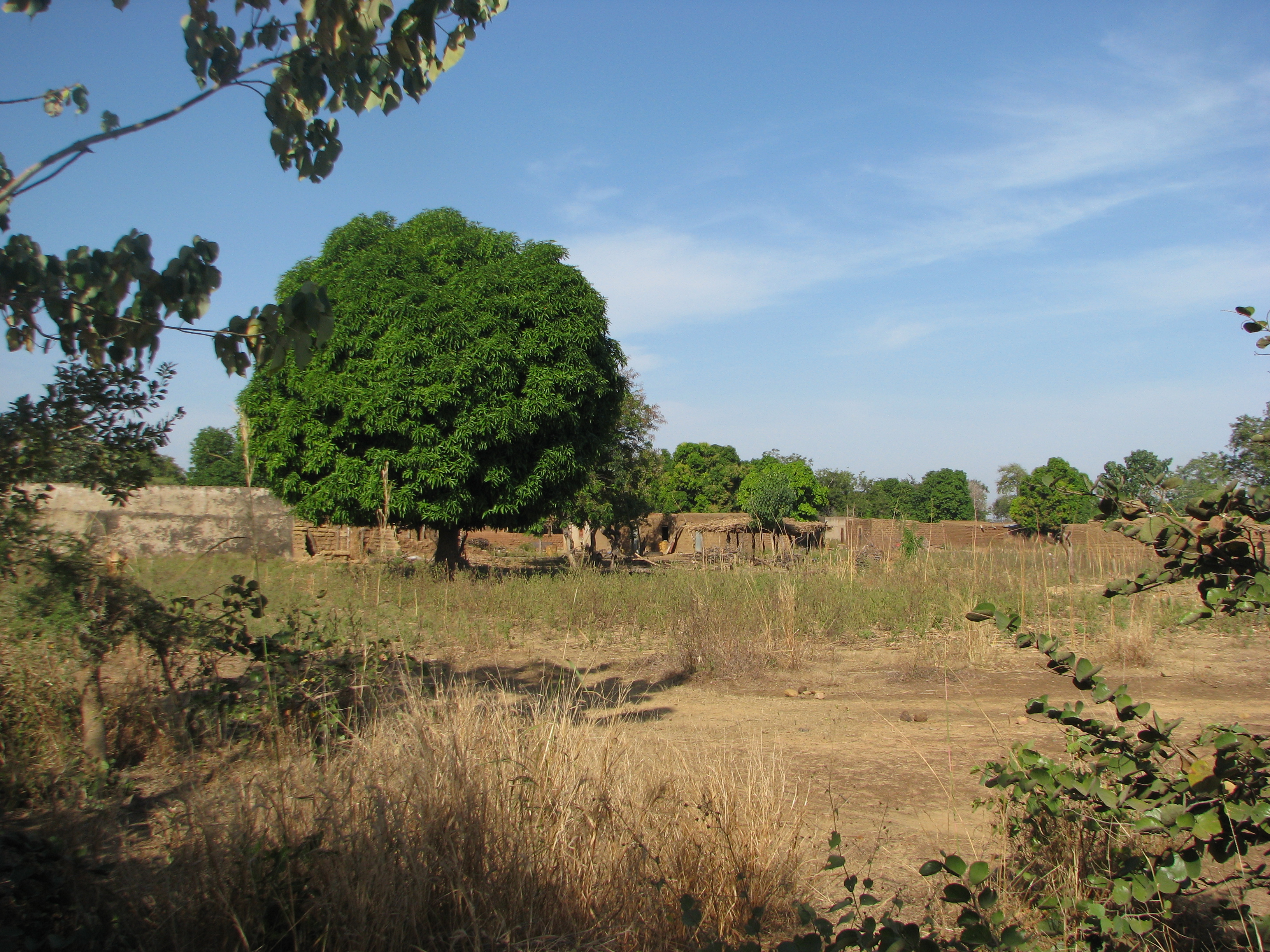 Arbre à Karité au Burkina Faso