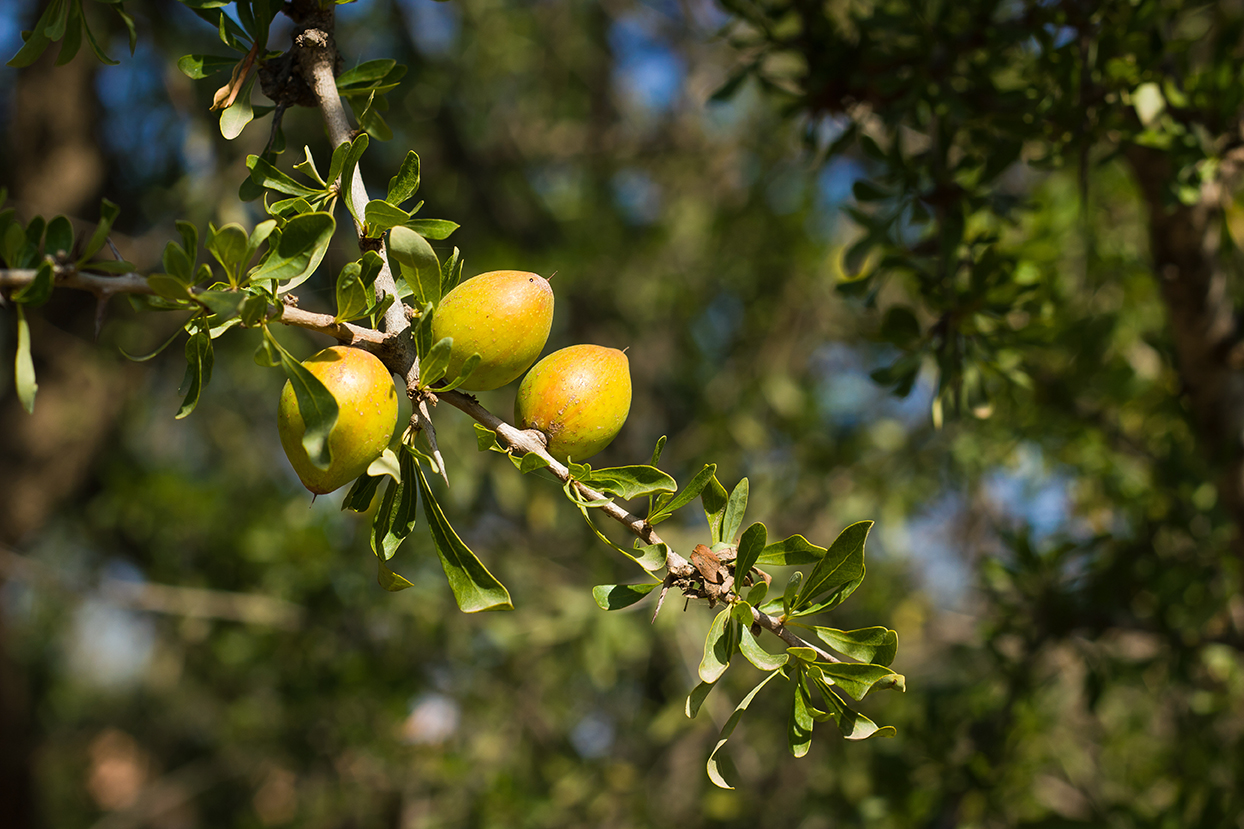 Fruits d'Argan dans arbre - Maroc