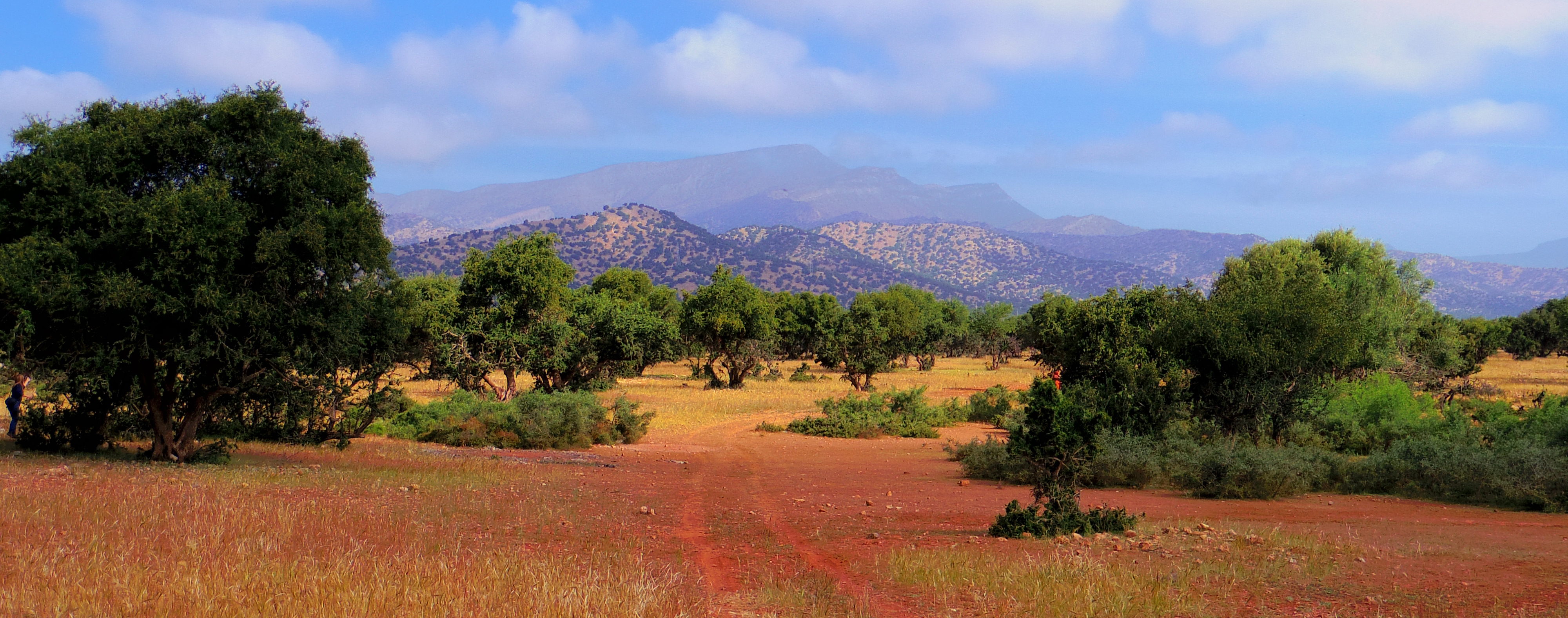 Arganeraie au Maroc