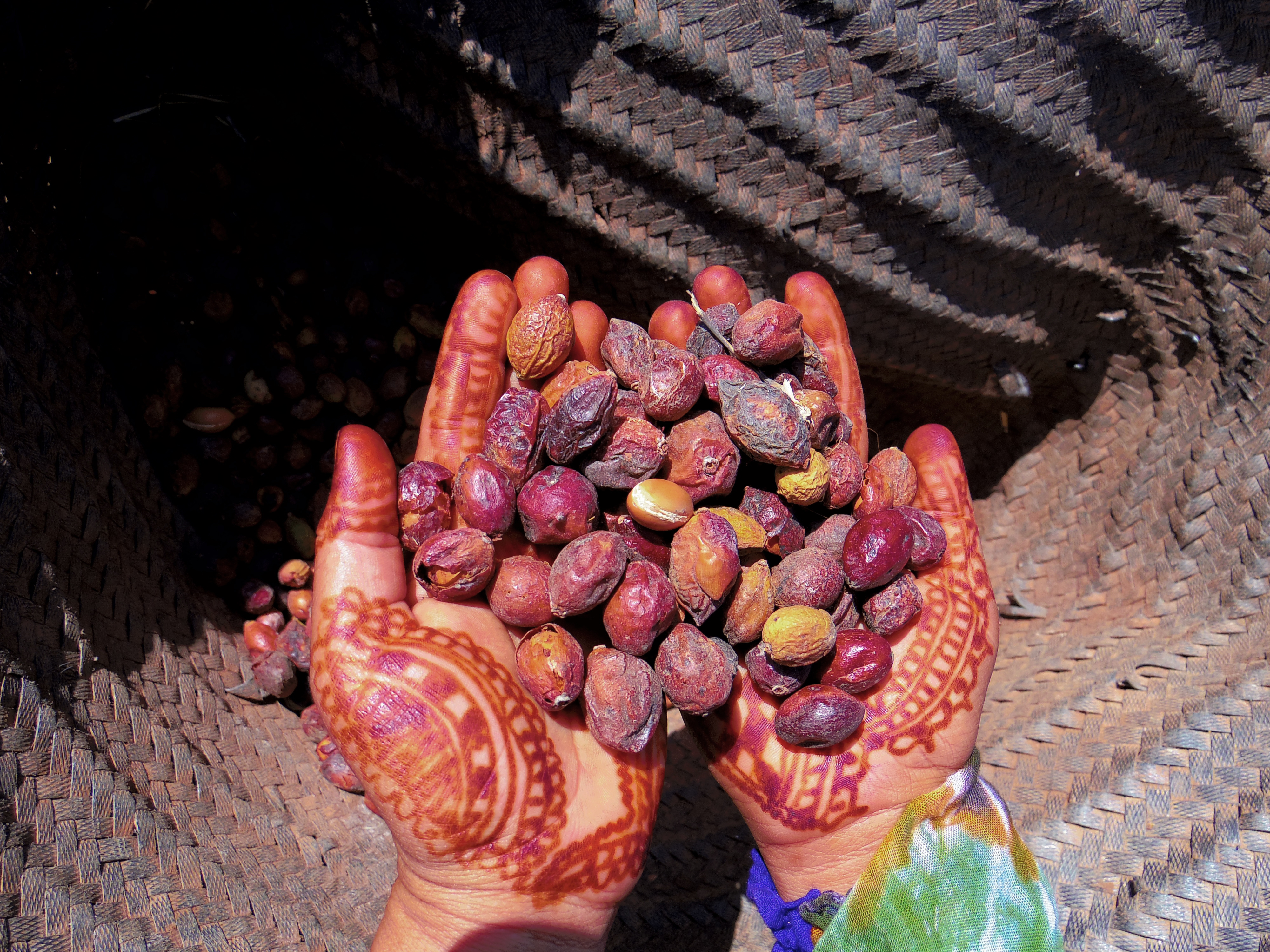 Récolte - Argan dans les mains d'une productrice au Maroc