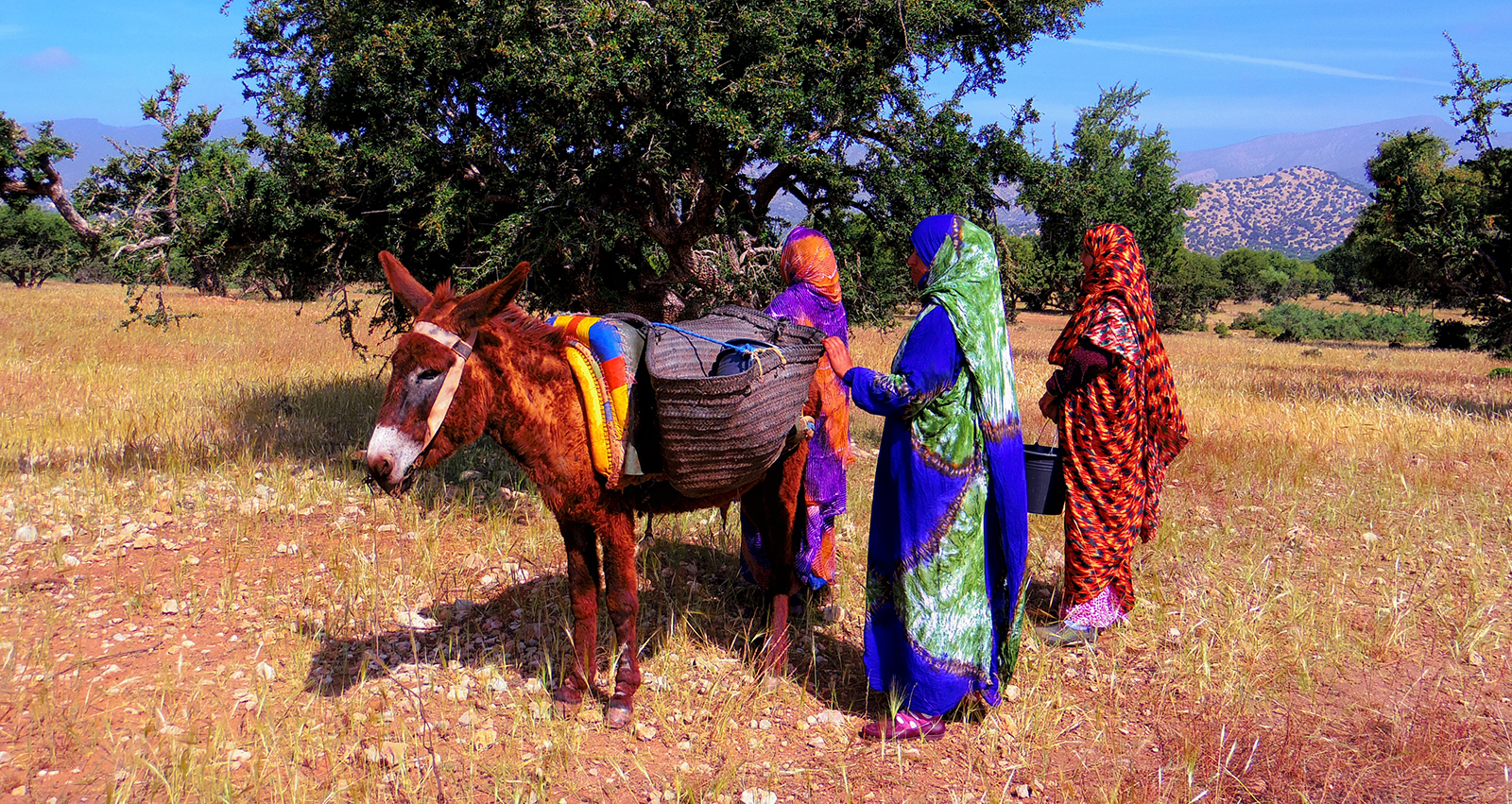Récolte Argan - Productrices au Maroc