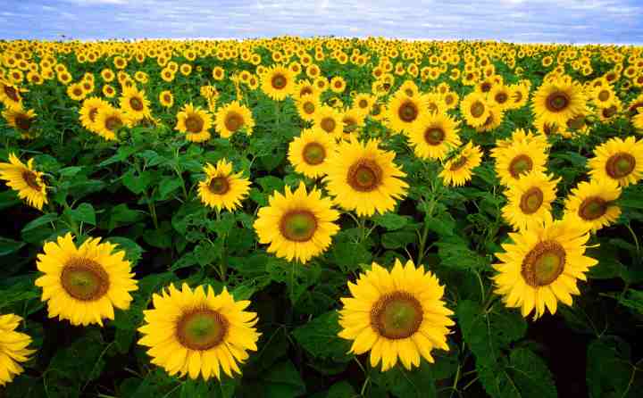 Tournesols dans champ