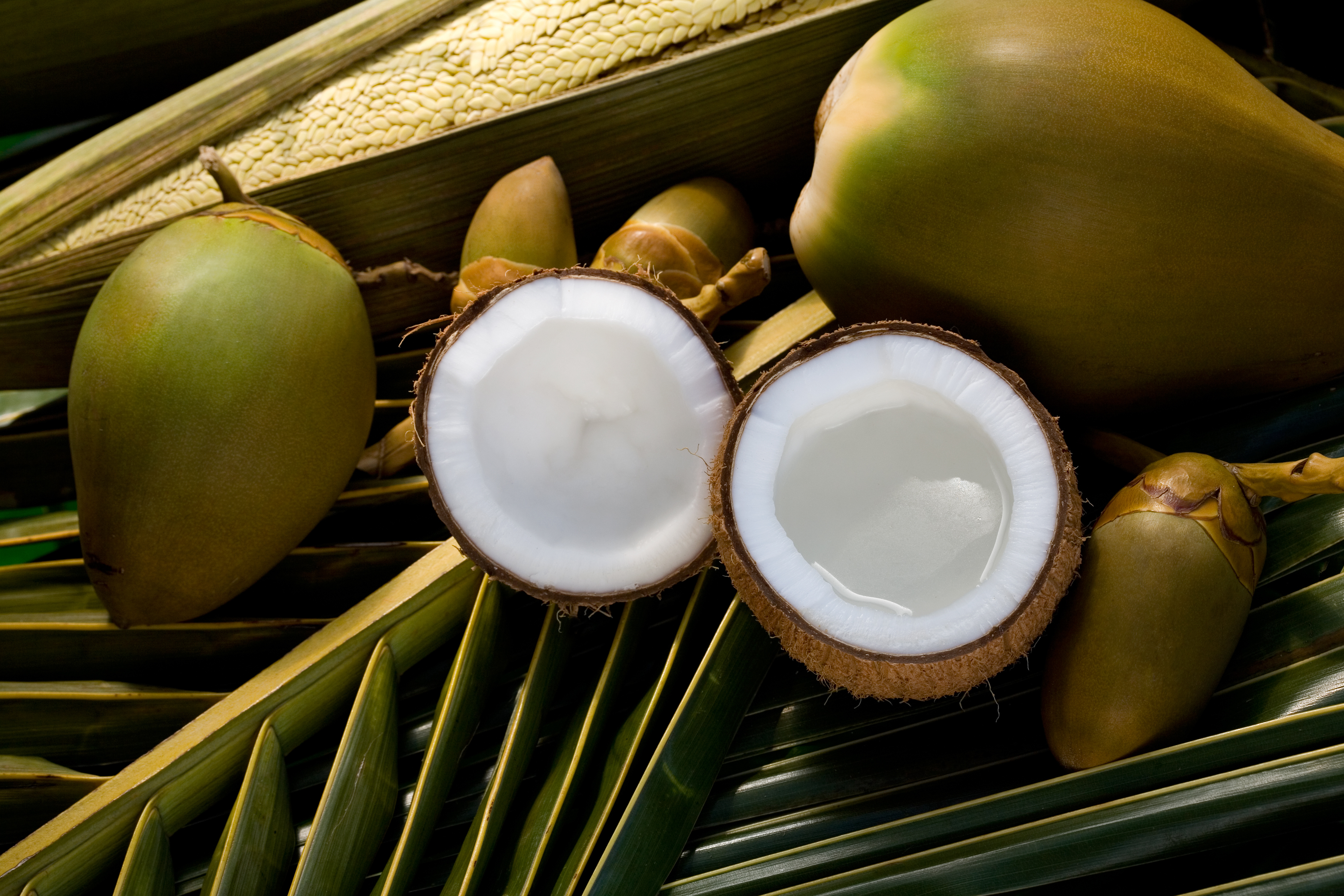Coconut - Coprah Fruits and oil