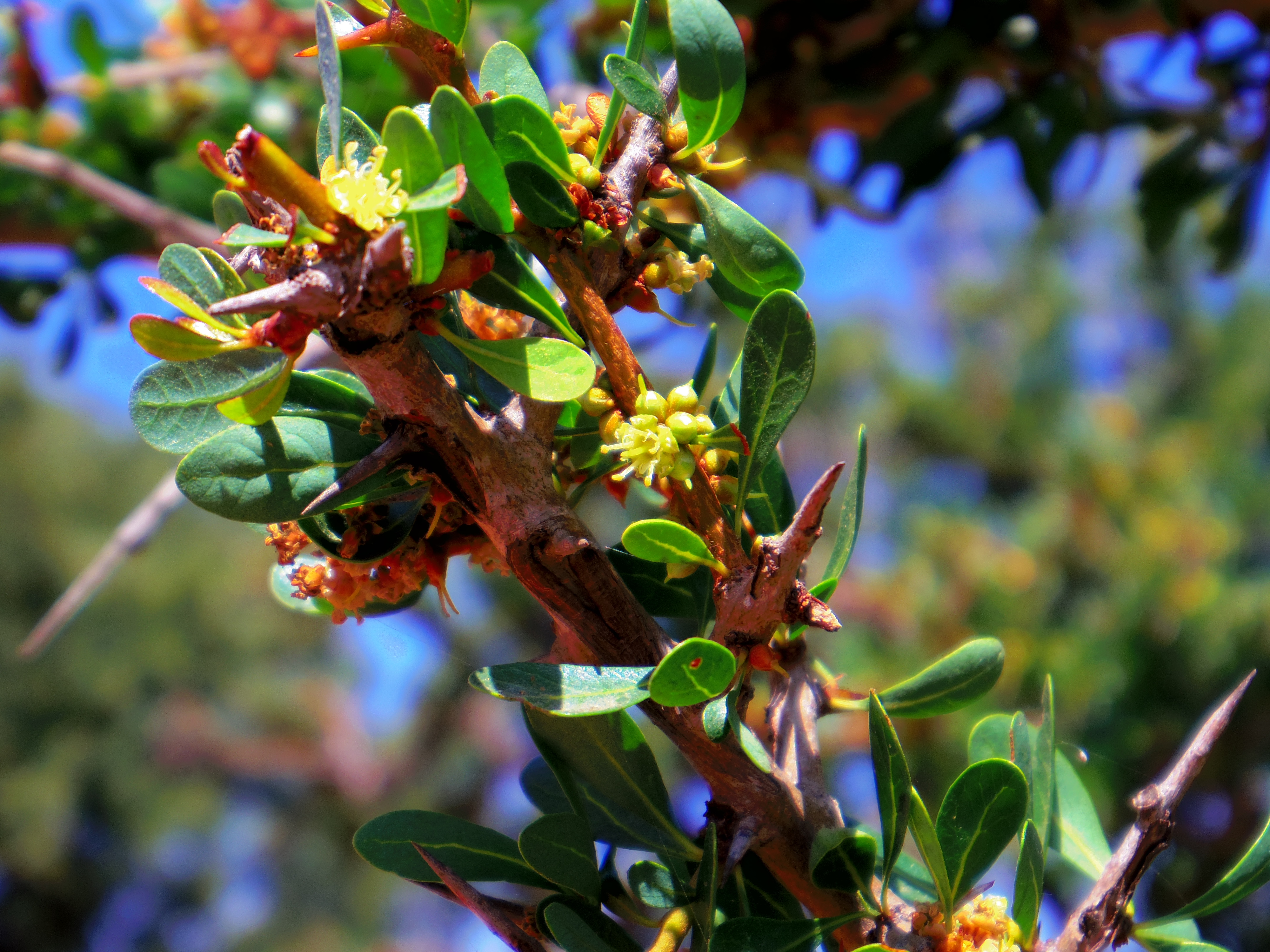 Argan - Fleurs sur Arganier au Maroc