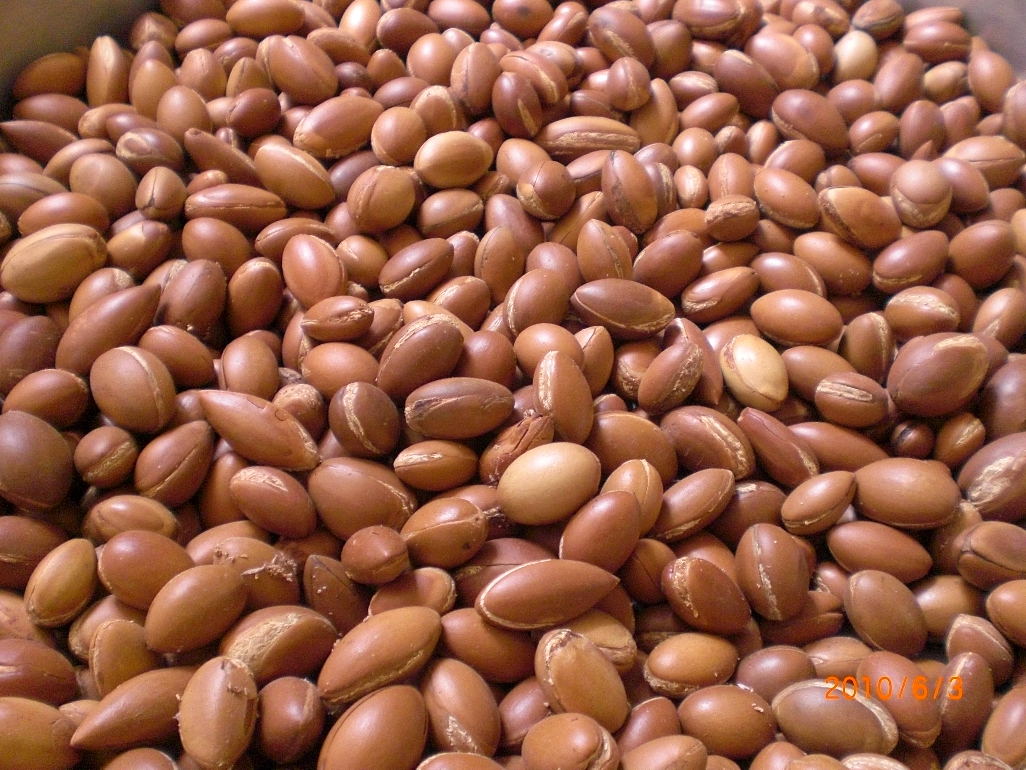 Argan - Noix