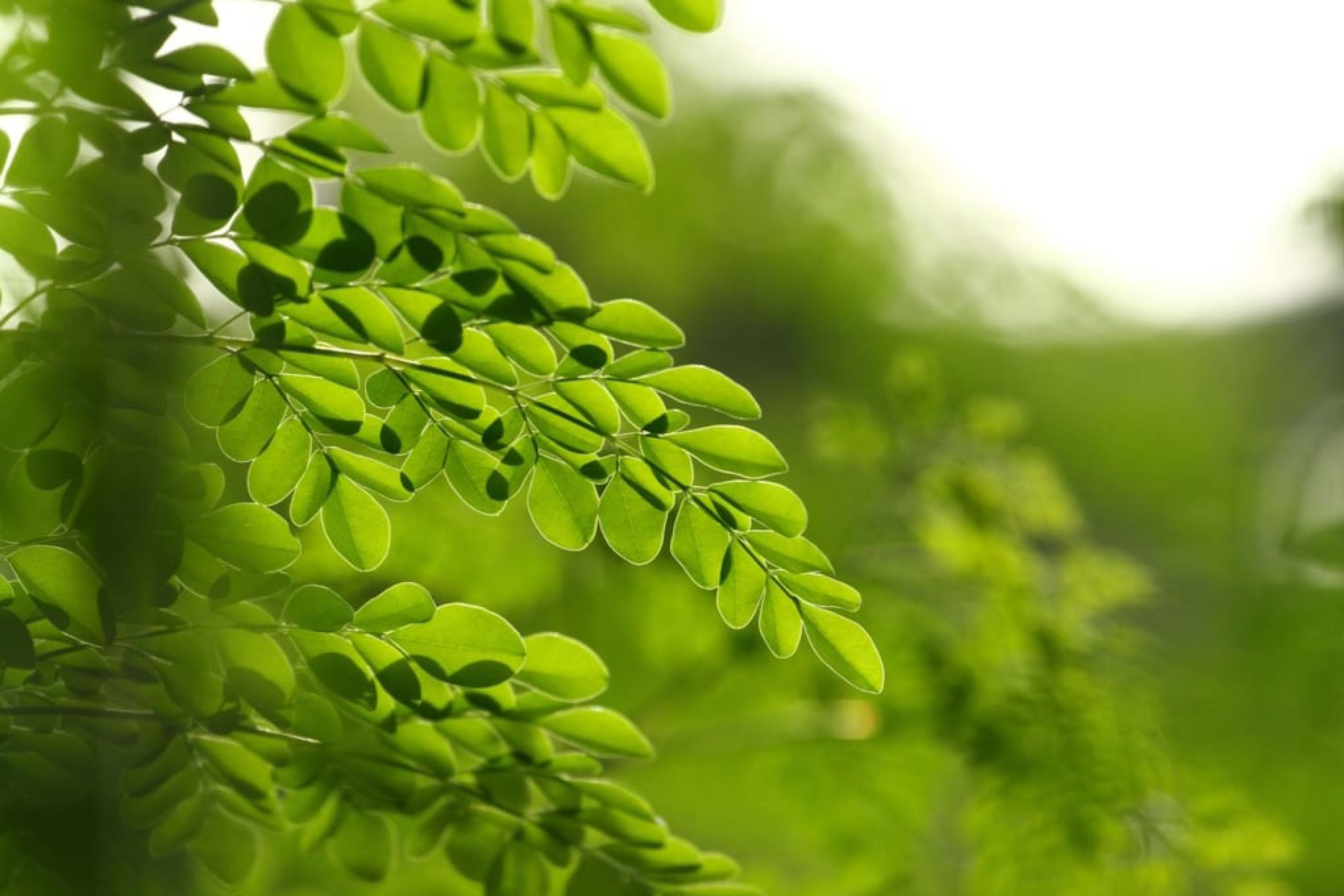 Feuilles de Moringa
