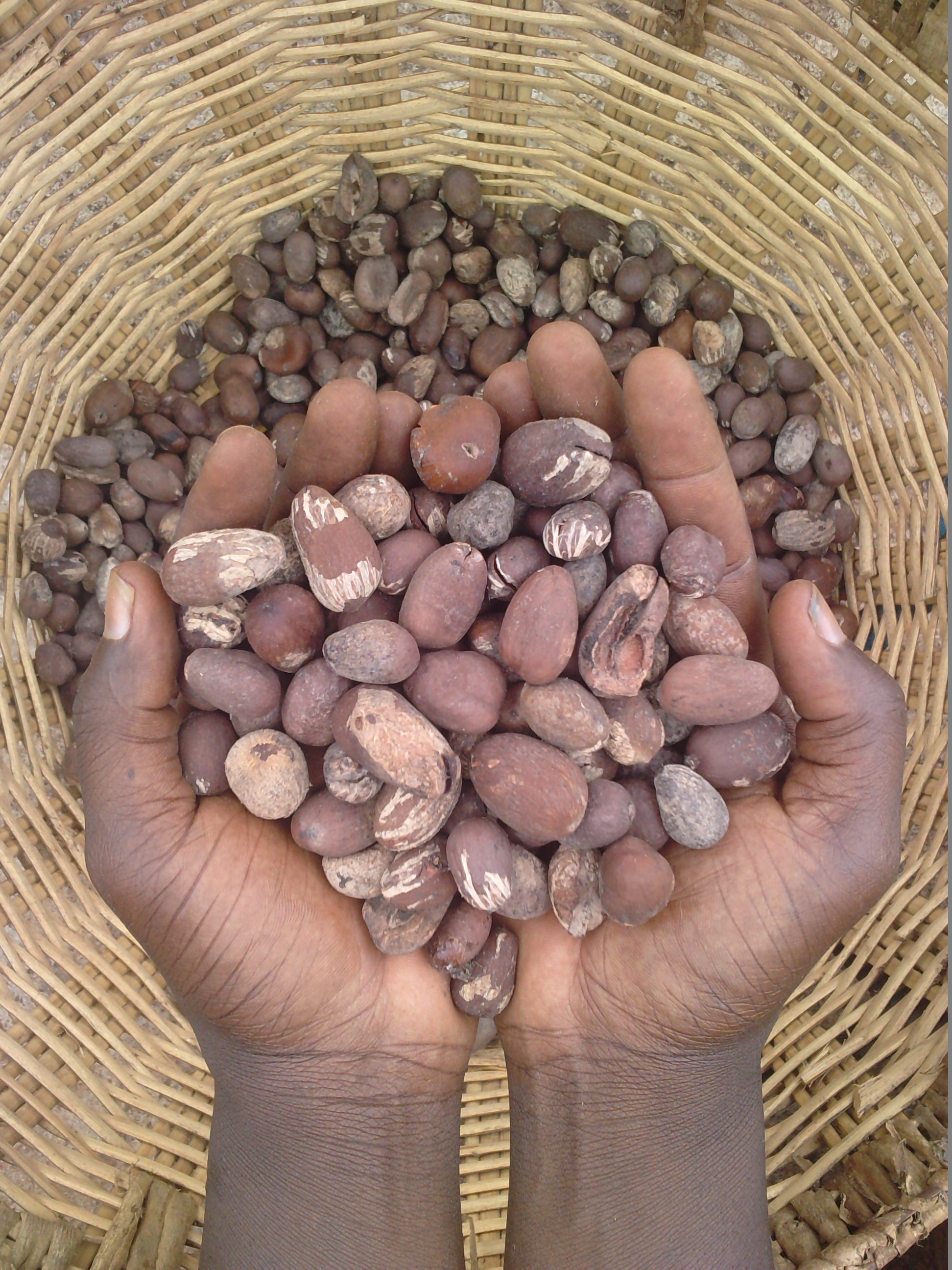 OLVEA - Amandes de Karité dans les mains d'une productrice