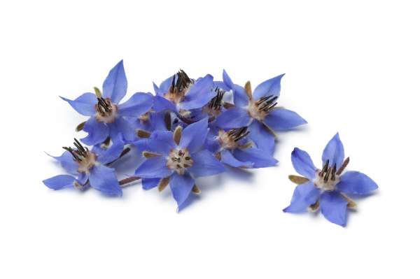 OLVEA - Fleurs de bourrache