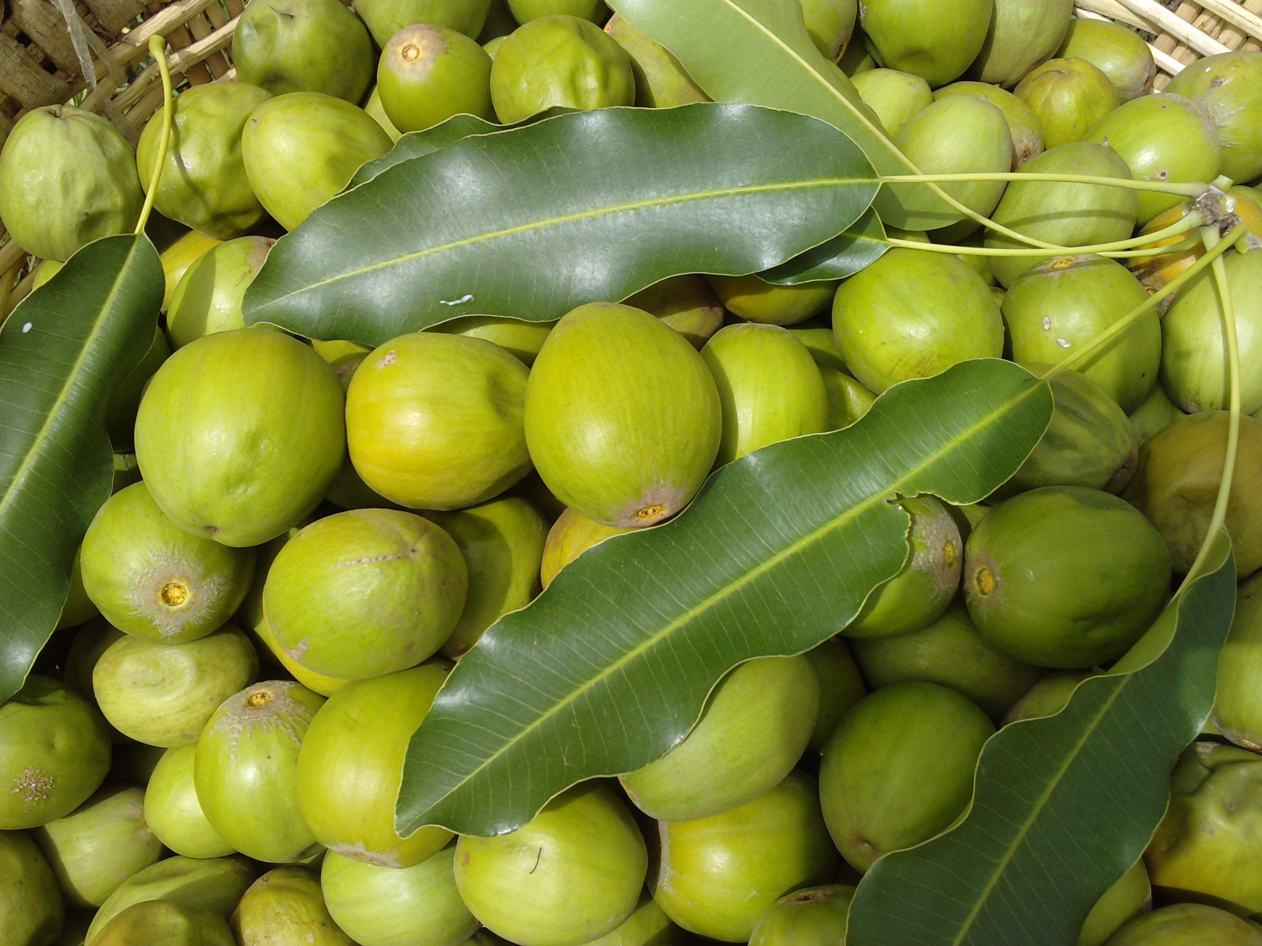 OLVEA - Fruits de Karité murs