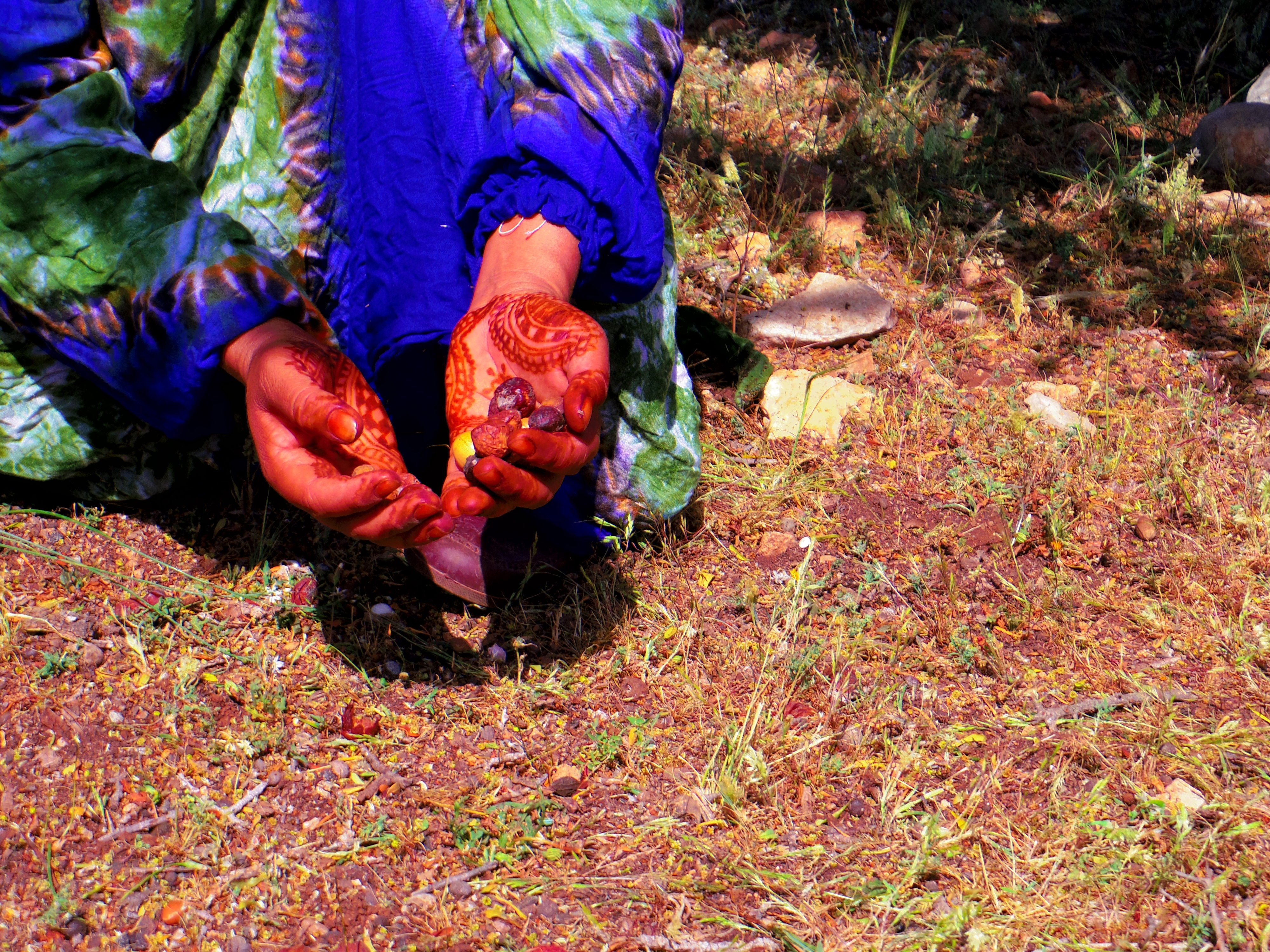 OLVEA - Récolte des fruits d'argan au Maroc