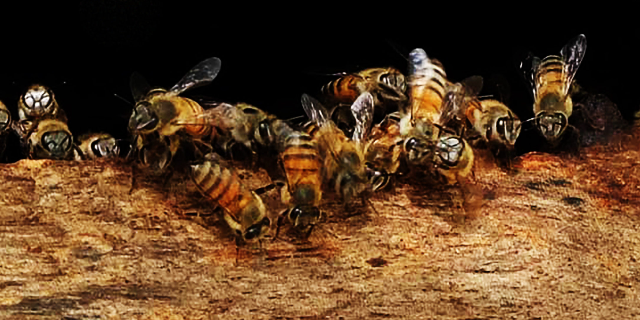 OLVEA - fournisseur huile végétale équitable responsable afrique