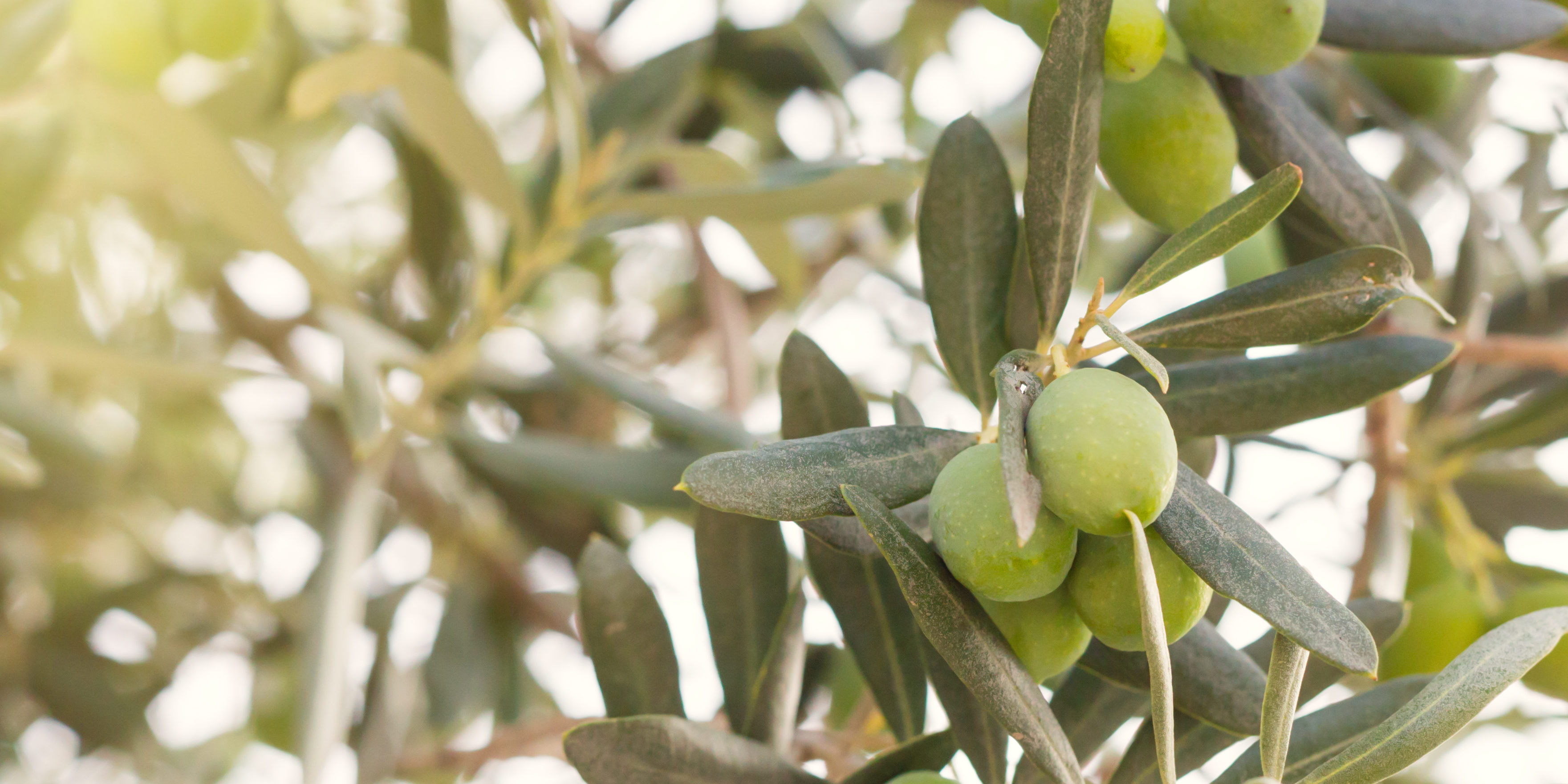 OLVEA-fournisseur-huile-et-beurres-végétaux-bio-afrique