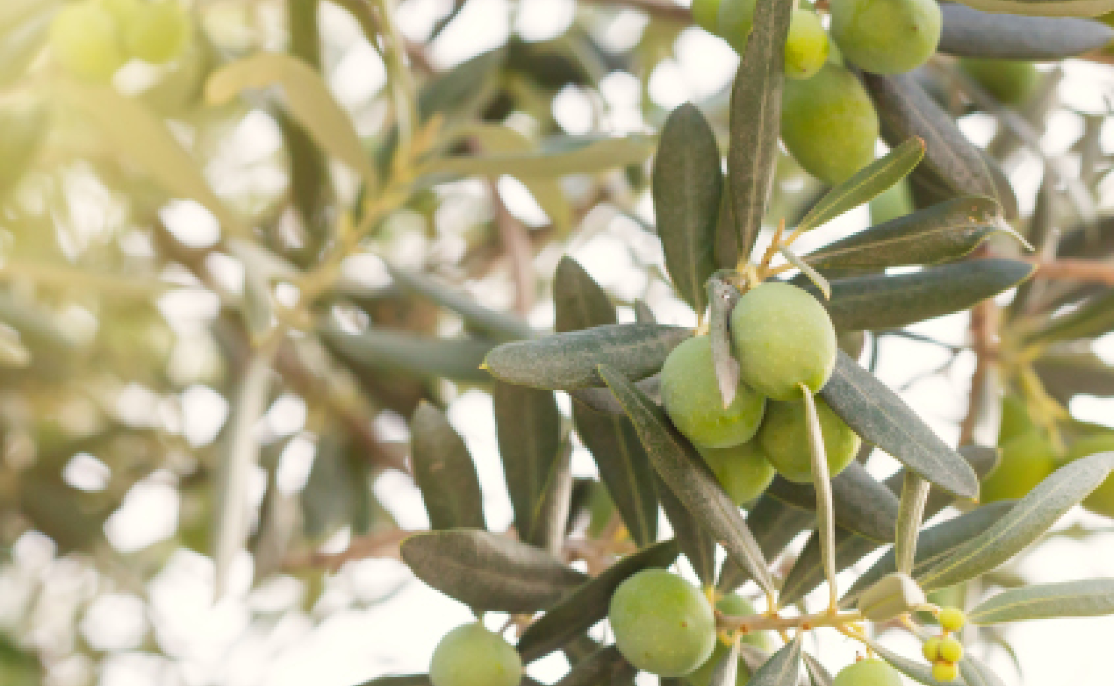 Mise en place d’une filière d’huile d’Olive au Maroc