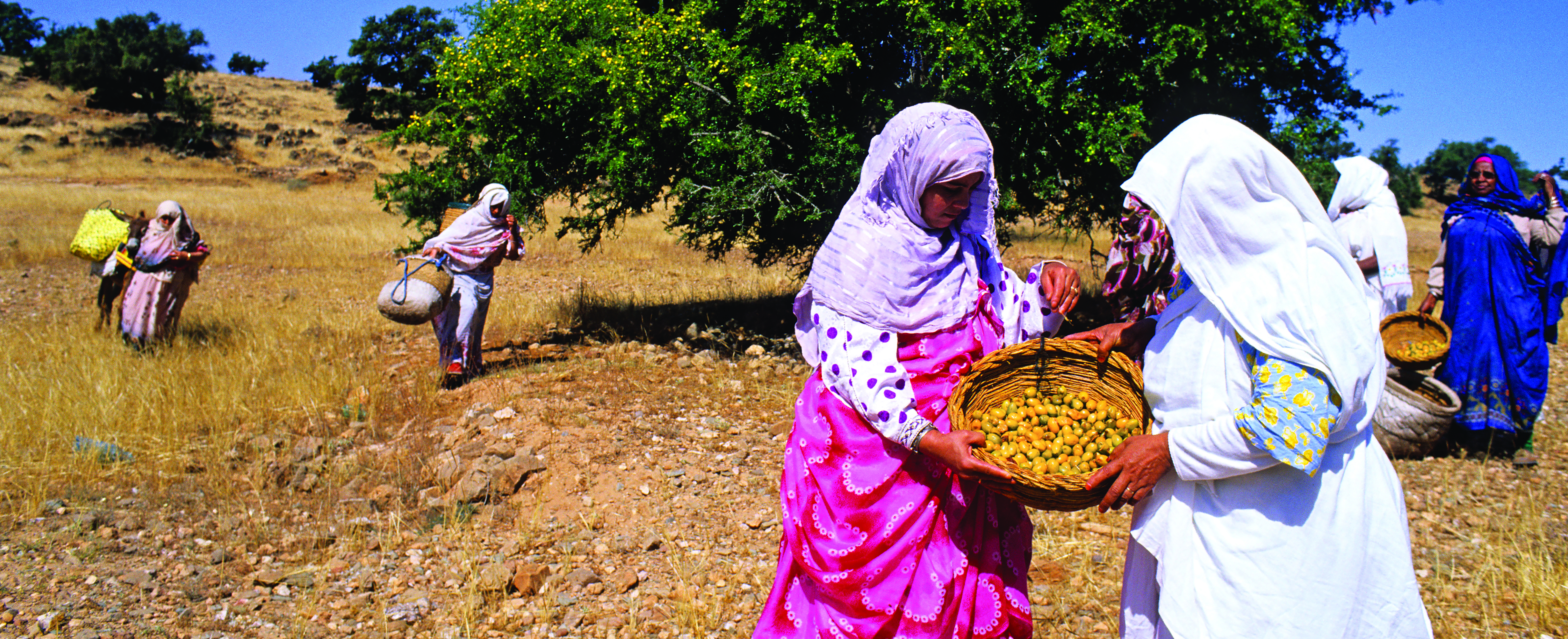 OLVEA-argan-oil-production-chain-morocco