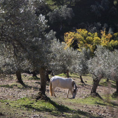 OLVEA - fournisseur huile olive durable biologique